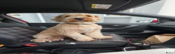 Mixed Breed dogs for stud: Bear, F1 cockapoo for stud  - Advert 11