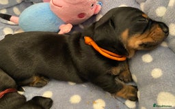 Miniature Dachshund dogs for sale: TRUE MINIATURE DACHSHUND PUPPIES  - Image 5