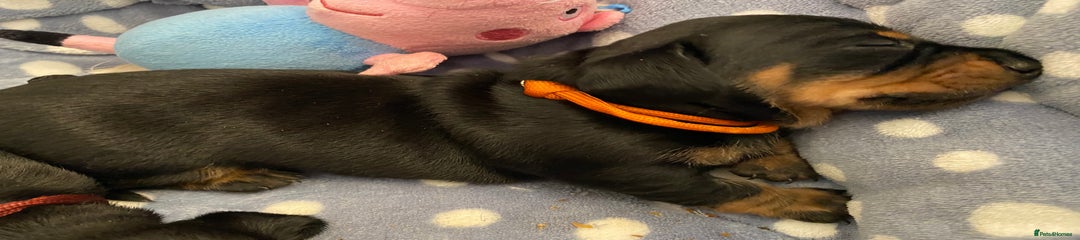 Miniature Dachshund Puppy 1