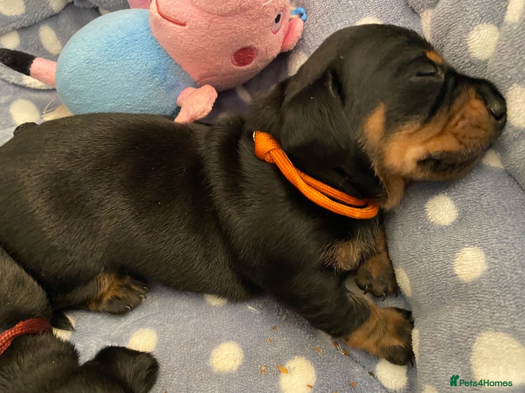Miniature Dachshund dogs for sale: TRUE MINIATURE DACHSHUND PUPPIES  - Image 5