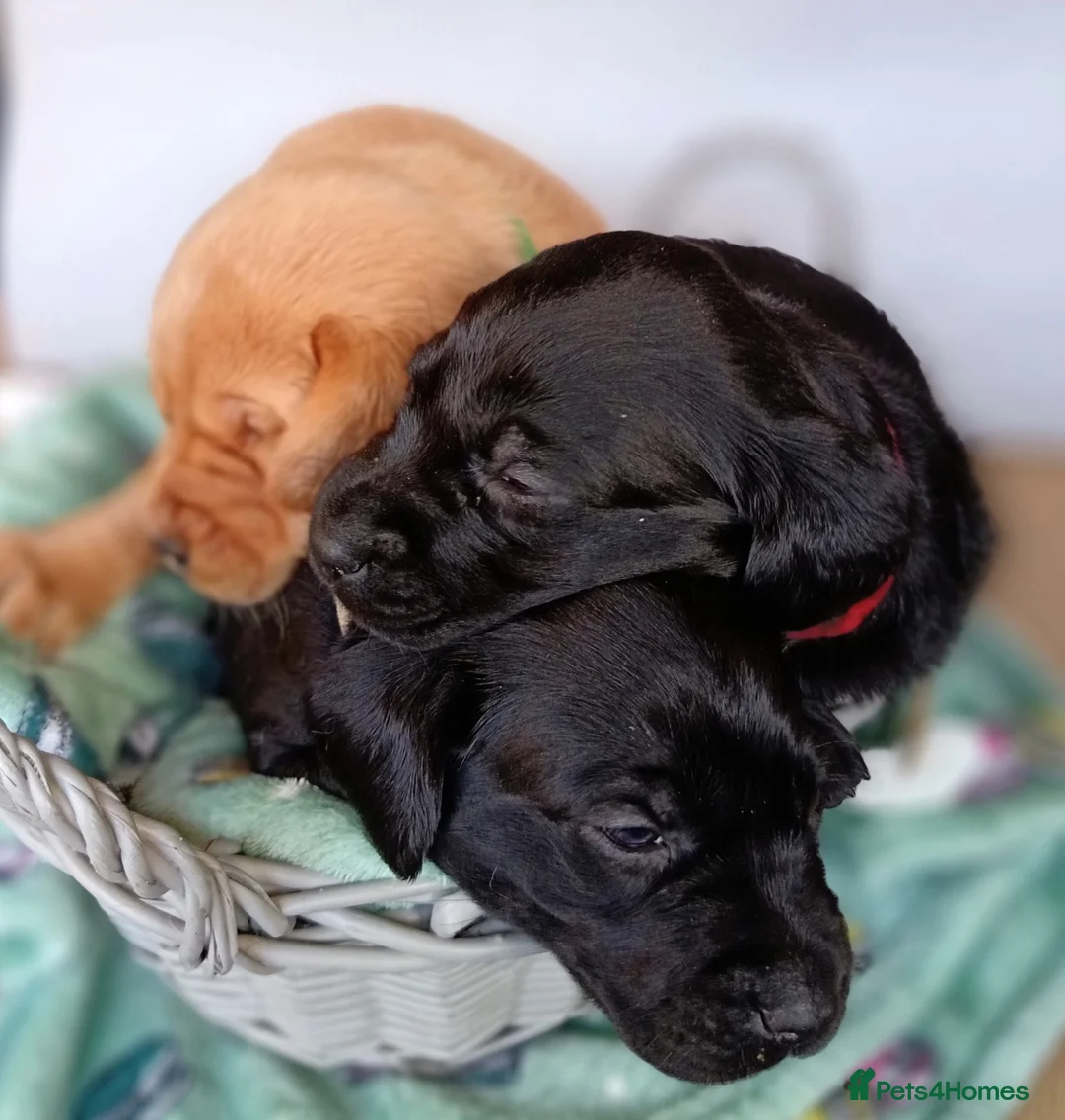 Labrador Retriever dogs for sale: KC reg yellow & black Labrador puppies socialised - Advert 22