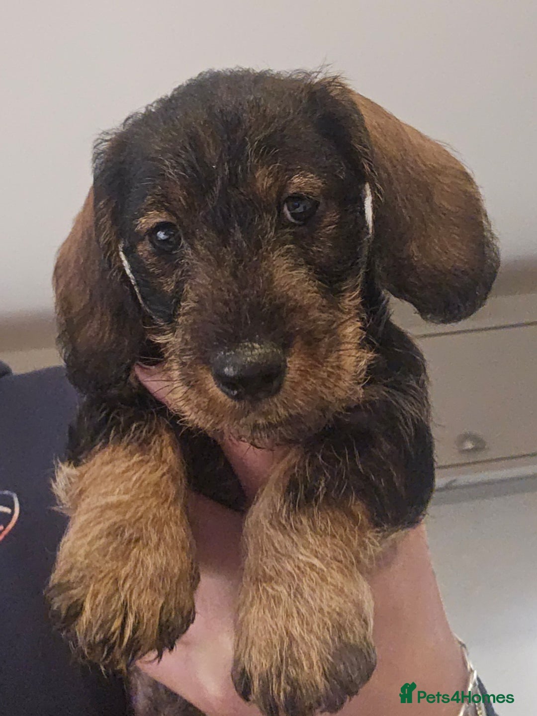 Miniature Dachshund dogs for sale: Handsome miniture wirehaired dachshund boy - Advert 1
