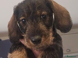 Miniature Dachshund dogs Handsome miniture dachshund boy - Advert 8