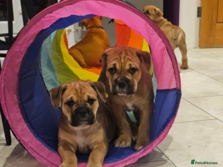 Mixed Breed dogs Beautiful puppies - Advert 2