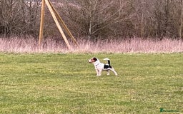 Jack Russell dogs for stud: Jack Russell for Stud in Ipswich - Image 12
