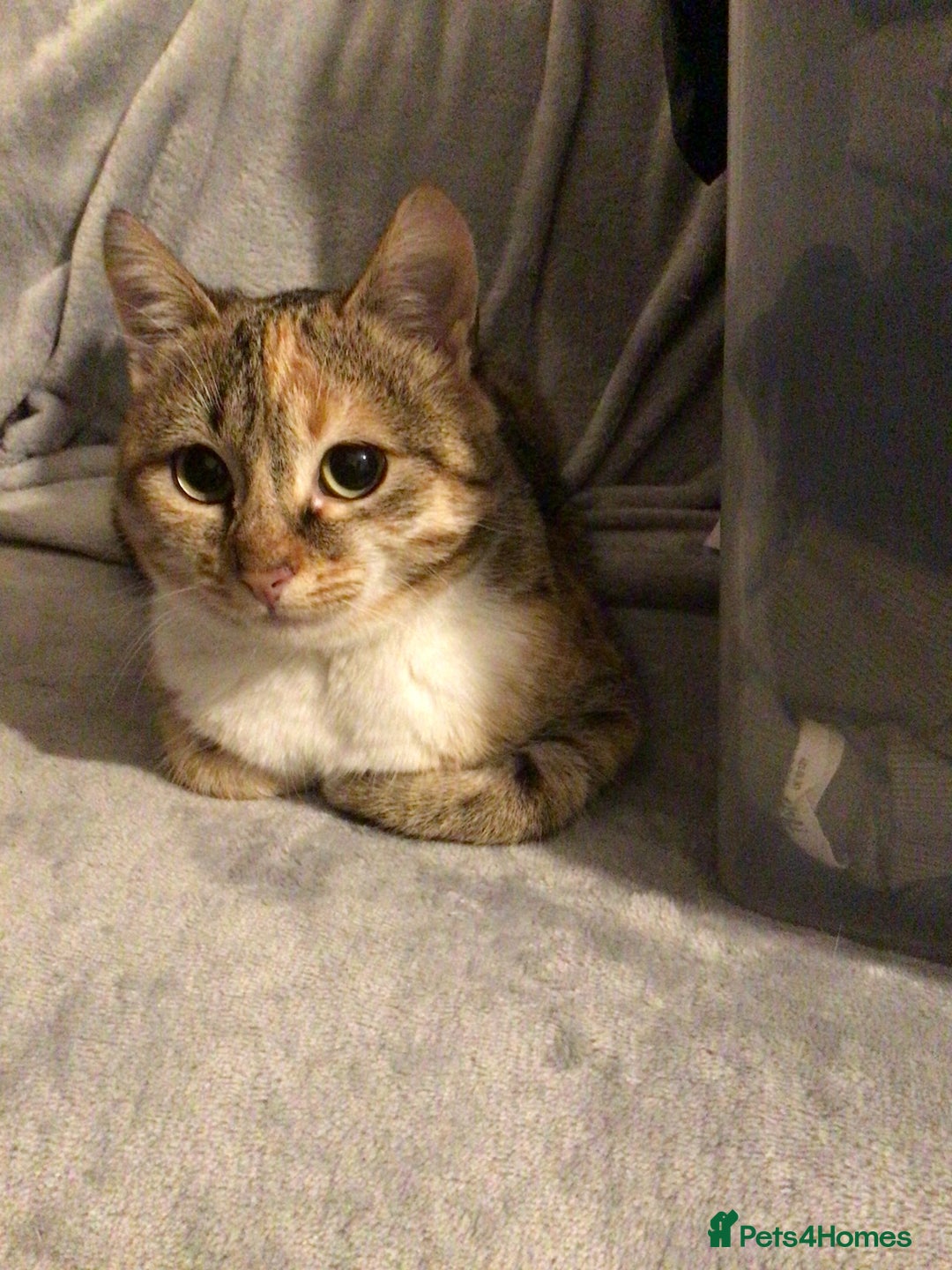 Mixed Breed cats for sale: Bonded 8-Month-Old Rescue Kittens (Woking) - Advert 4