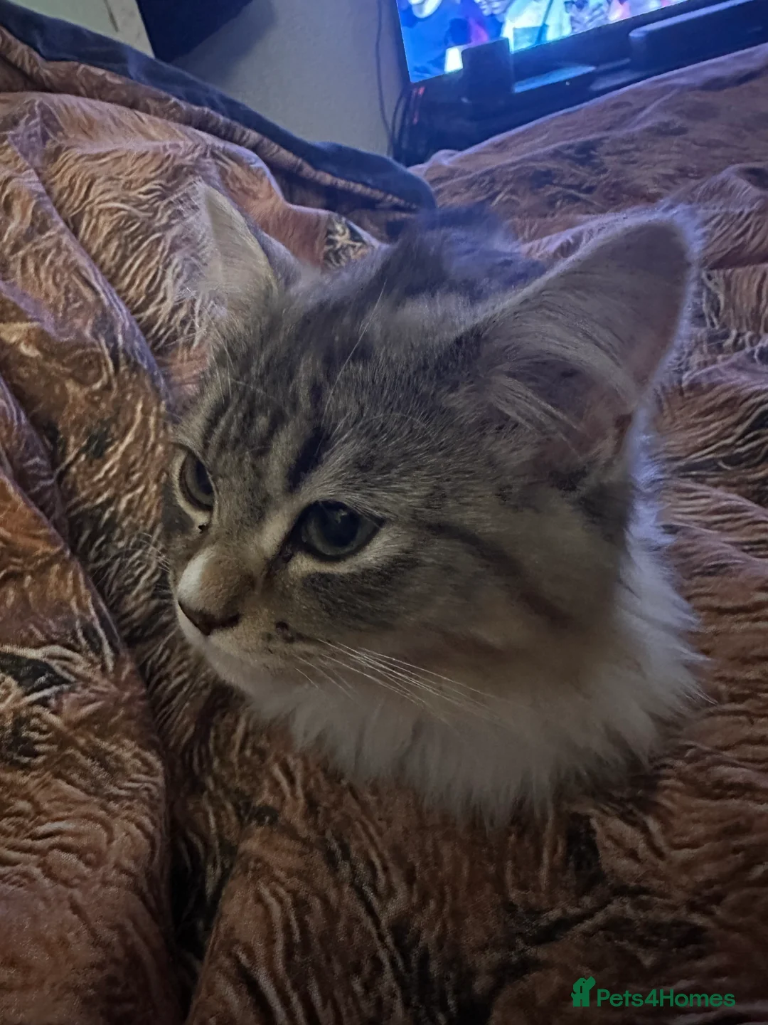 Mixed Breed cats for sale: Handsome petite mixed breed kitten for sale - Advert 4