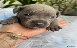 Staffordshire Bull Terrier dogs for sale: 🔷 Pharaon Champion Line Pups 🔷 in Wolverhampton - Image 36
