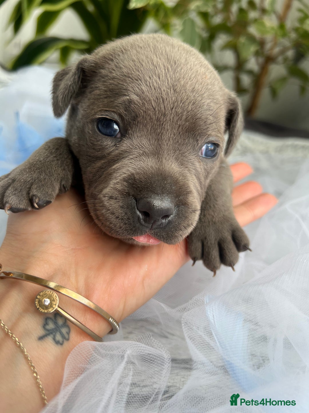 Staffordshire Bull Terrier dogs for sale: 🔷 Pharaon Champion Line Pups 🔷 in Wolverhampton - Image 36