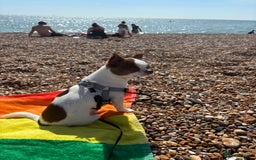 Chihuahua dogs for stud: Lucky  - Advert 4