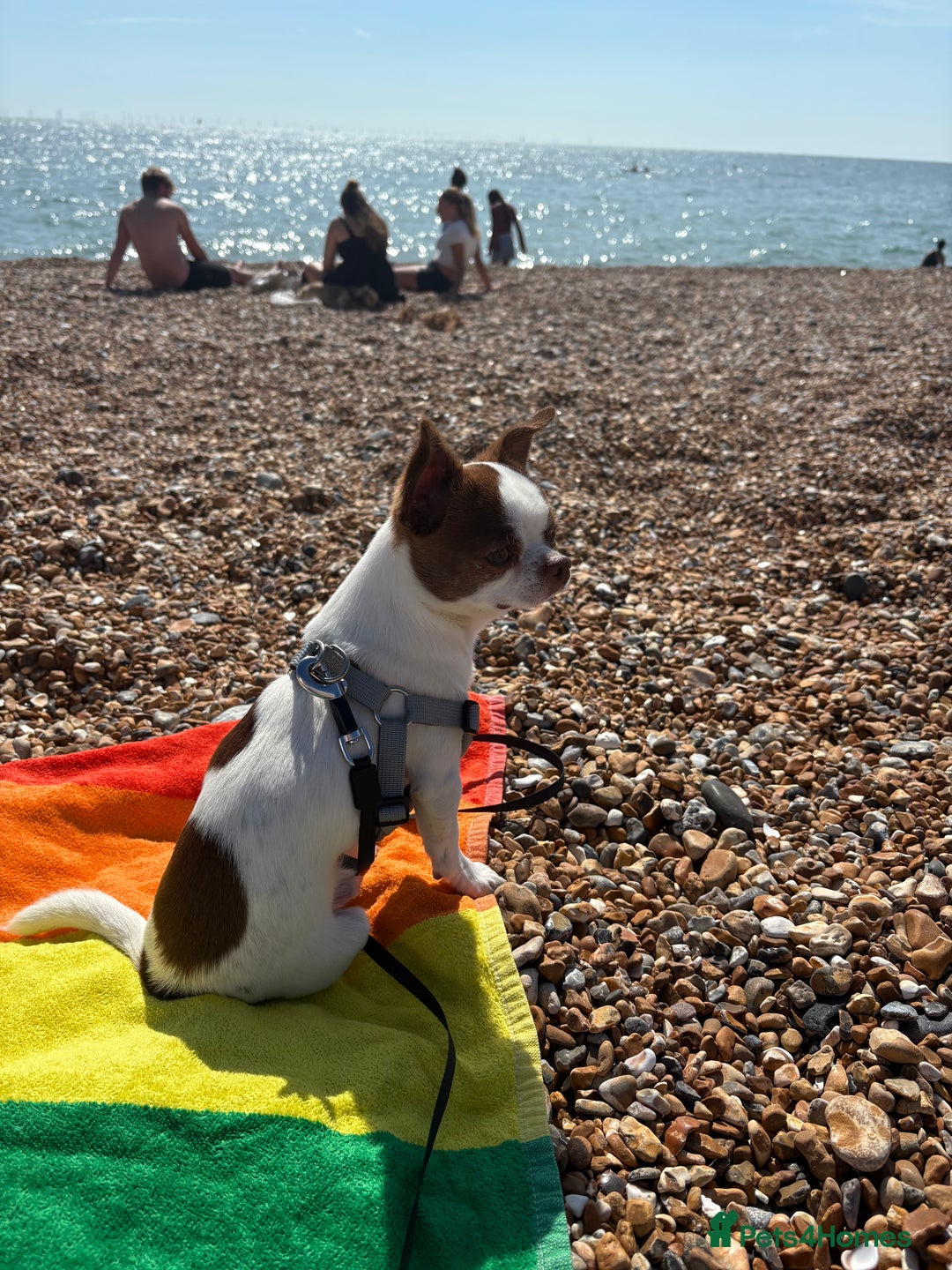 Chihuahua dogs for stud: Lucky  - Advert 4