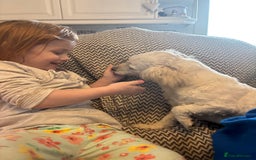 Mixed Breed dogs for sale: Beautiful sisters needing new homes  - Image 12