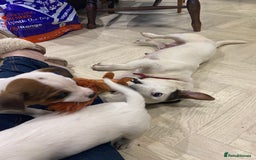 Jack Russell dogs for sale: Two girl puppies available  - Image 11