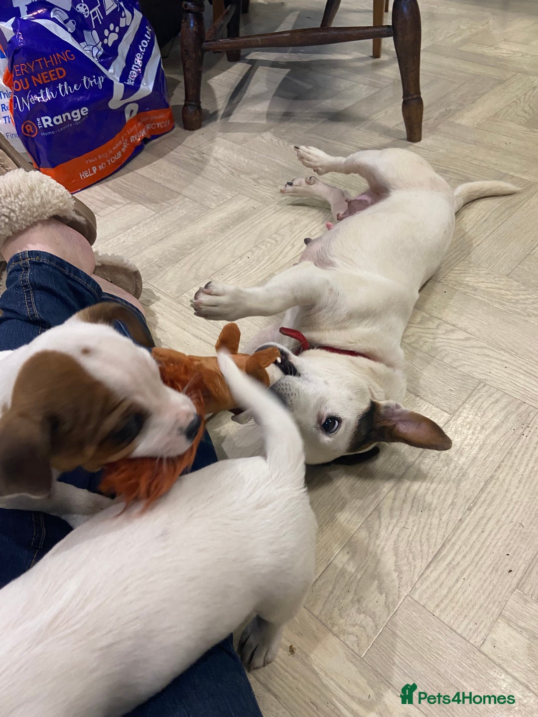 Jack Russell dogs for sale: Two girl puppies available  - Image 11