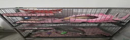Ferret rodents for sale: 2 Jill's for sale 10weeks old and 8weeks old in Cwmbran - Advert 2