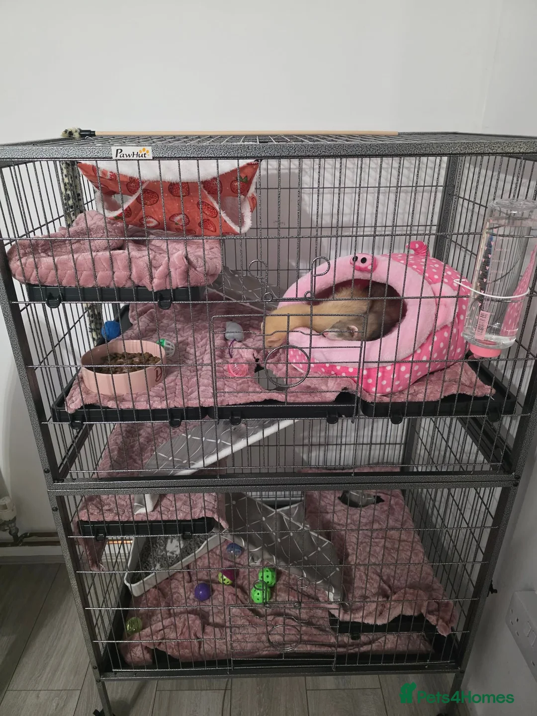 Ferret rodents for sale: 2 Jill's for sale 10weeks old and 8weeks old in Cwmbran - Advert 2