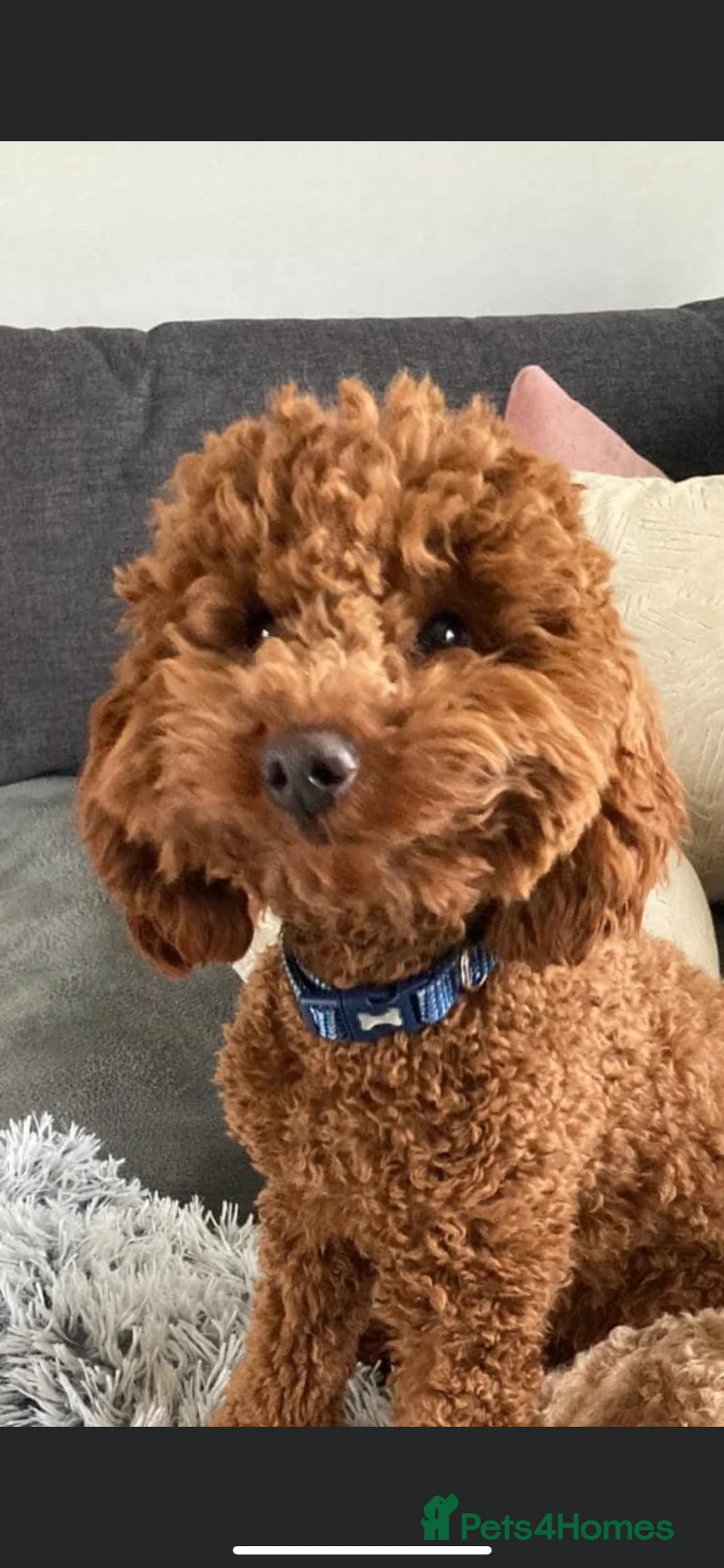 Miniature Poodle dogs for stud: KC REGISTERED DEEP RED MINATURE POODLE STUD in Bathgate - Advert 8