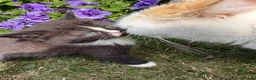 Exotic cats for sale: Exotic cross kitten  - Advert 8