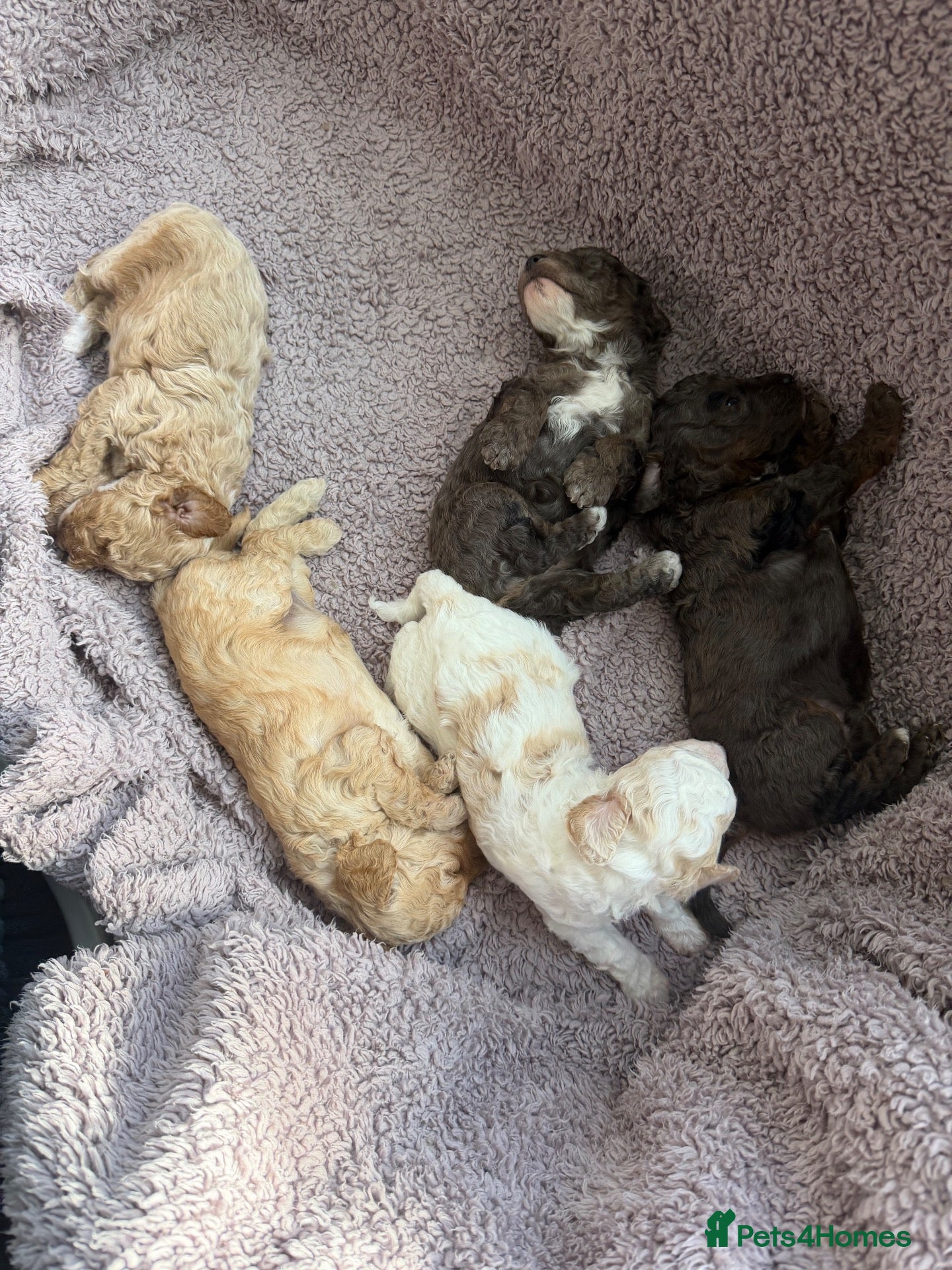 Cavapoo dogs Stunning cavapoo puppies  - Advert 2