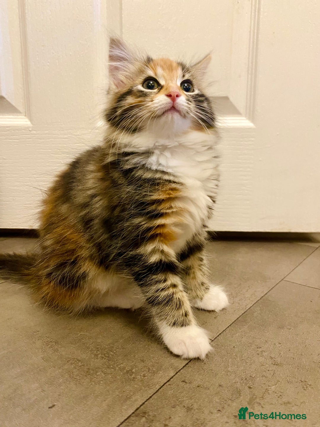 Domestic Shorthair cats for sale: Domestic Shorthair X Ragdoll Cross - Advert 7