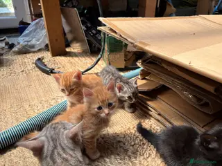 Bengal cats Bengal Cross Kittens available 1st Aug - Advert 8