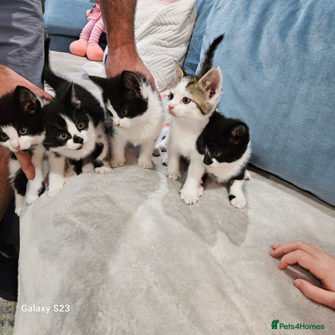 European cats for sale: 5 European Kittens for sale.  - Image 4