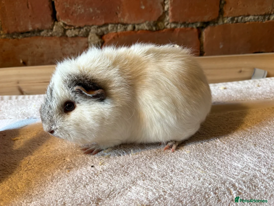 Guinea Pig rodents for sale: Guinea Pig sows  - Advert 1