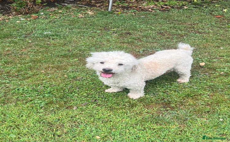 Bichon Frise dogs - Advert 1