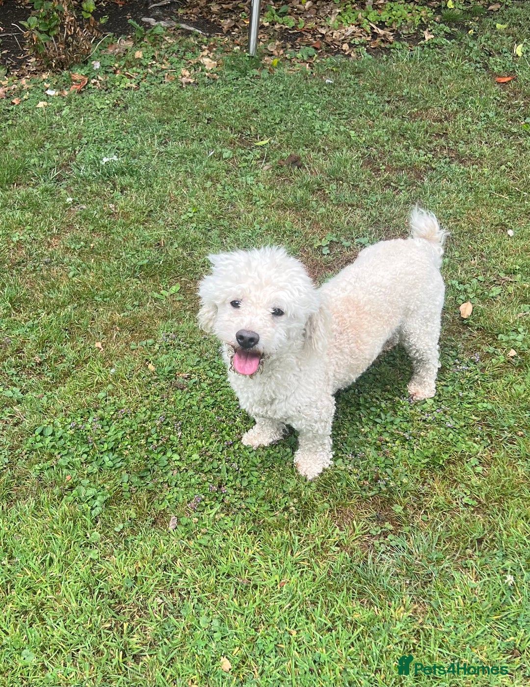 Bichon Frise dogs for sale: Teddy  - Image 1