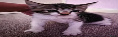 Girl5