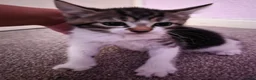 Mixed Breed cats for sale: Beautiful Kittens Looking for Loving Homes - Advert 4