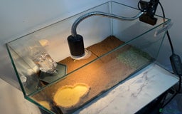 Tortoise reptiles for sale: Tortoise African Leopard  - Image 10