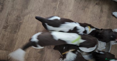 English Springer Spaniel dogs - Advert 1