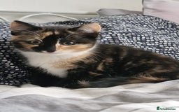 Domestic Shorthair cats for sale: Cat girls - Image 4