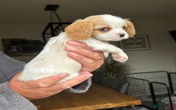 Cavachon dogs for sale: Cavalier King Charles X Cavachon - Image 5