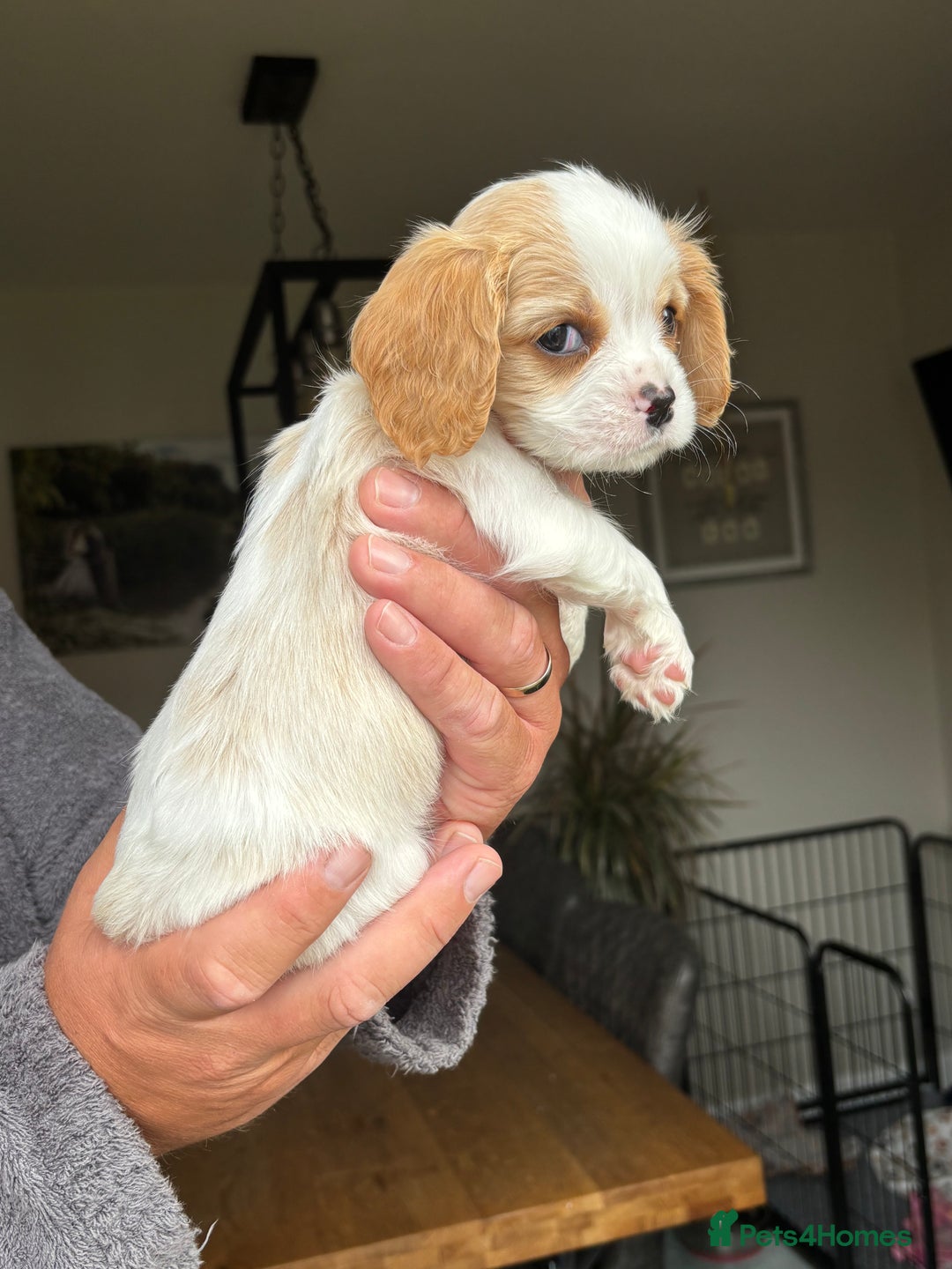 Cavachon dogs for sale: Cavalier King Charles X Cavachon - Image 5