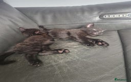 Mixed Breed cats for sale: 3 Beautiful kittens - Image 3