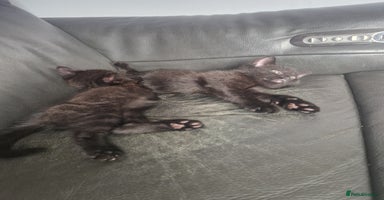 Mixed Breed cats - Advert 13