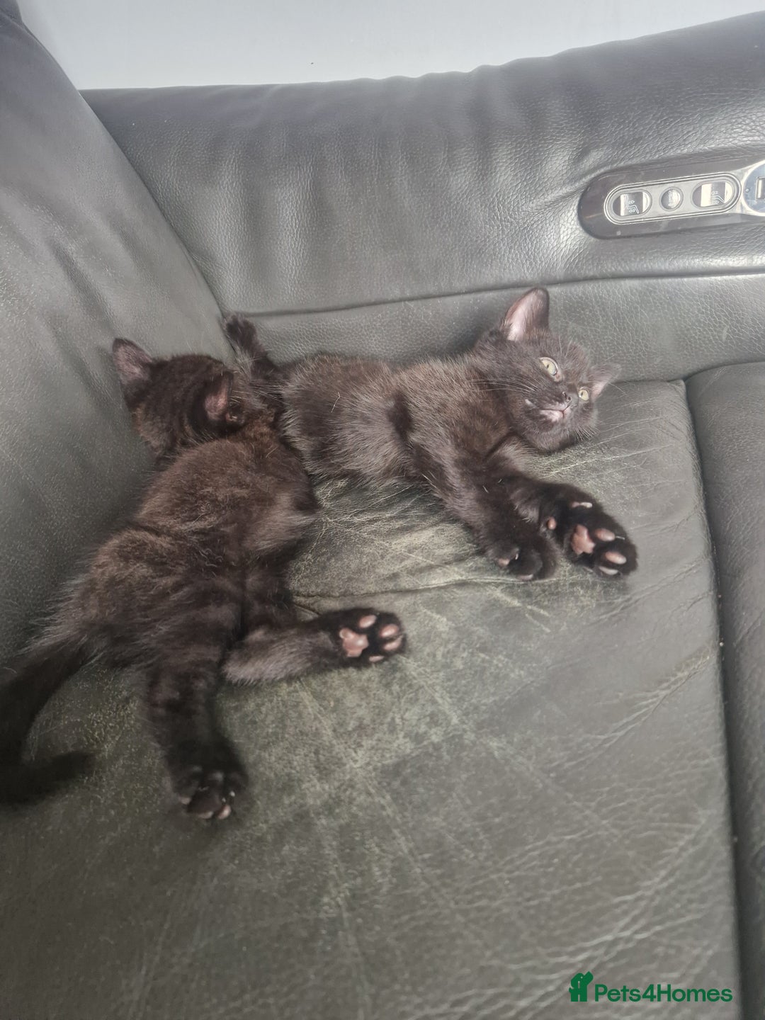 Mixed Breed cats for sale: 3 Beautiful kittens - Image 3