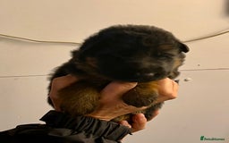 German Shepherd dogs for sale: Litter of puppies with a World Class Pedigree  - Advert 34