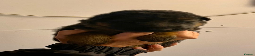 German Shepherd Puppy 2