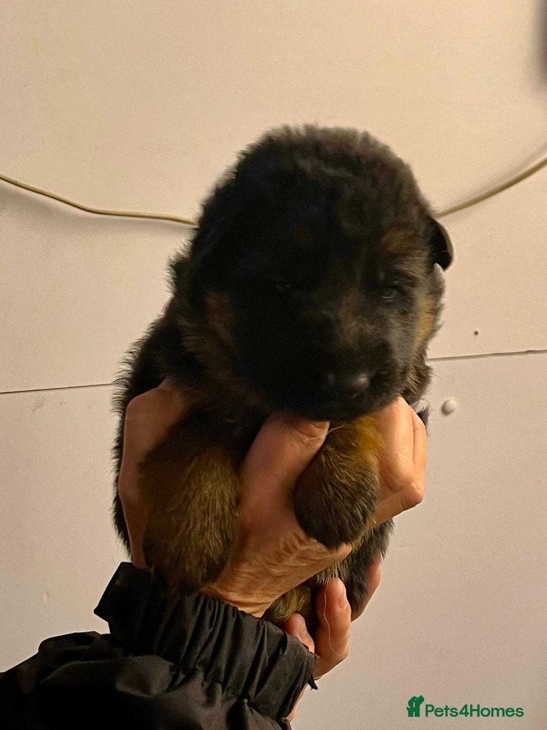 German Shepherd dogs for sale: Litter of puppies with a World Class Pedigree  - Advert 34