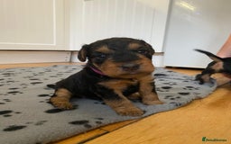 Lakeland Terrier dogs for sale: Lakeland Terrier pups - working style black & tan! - Image 6