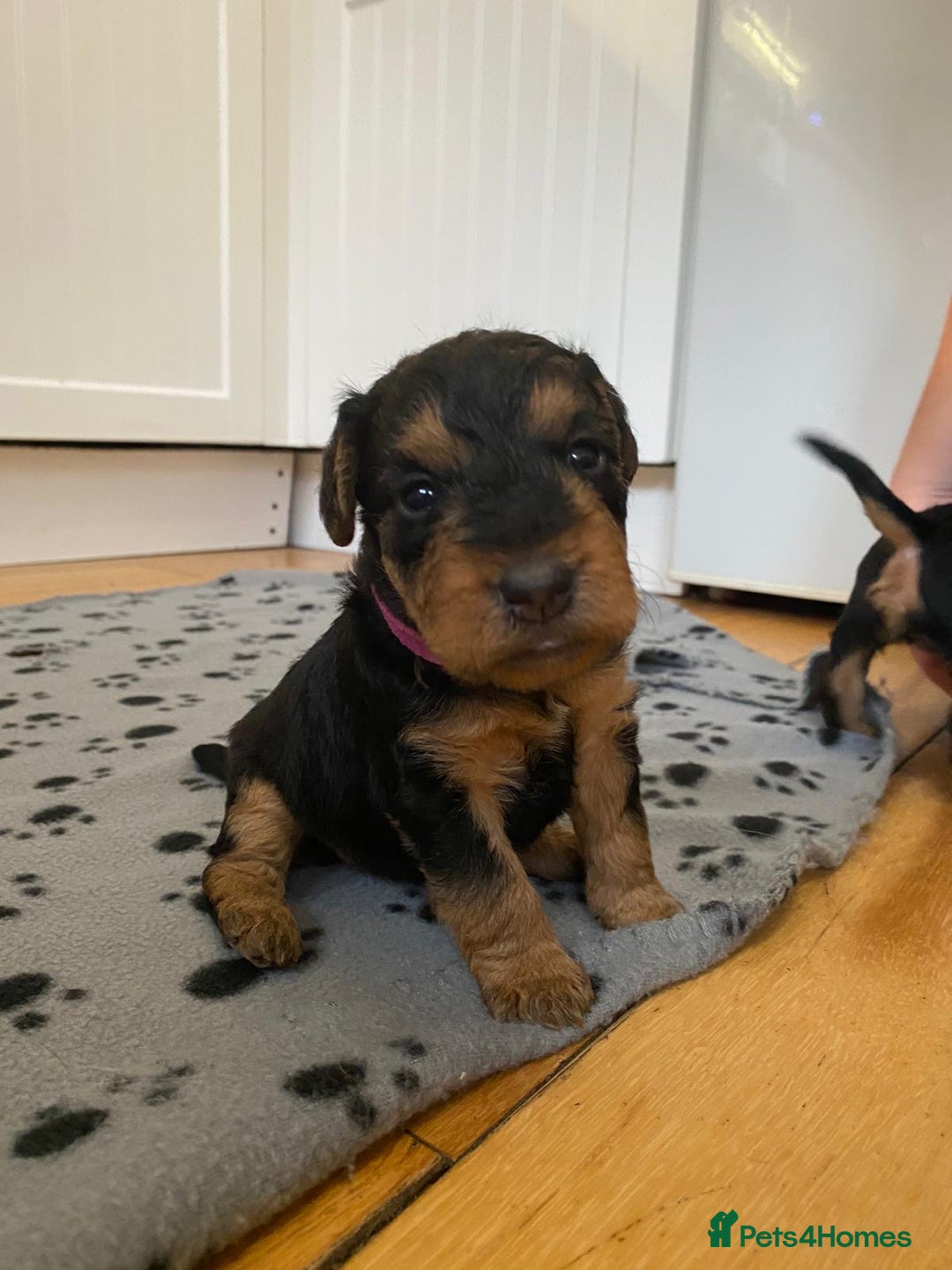 Lakeland Terrier dogs for sale: Lakeland Terrier pups - working style black & tan! - Image 6