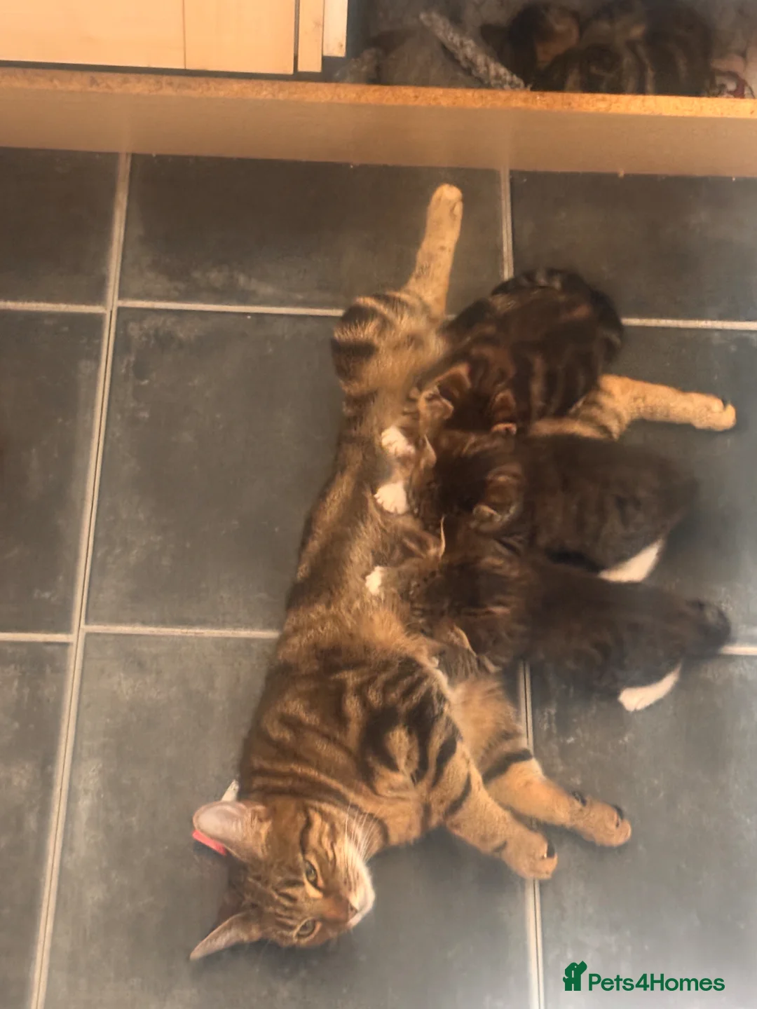 Mixed Breed cats for sale: Kittens  - Advert 1