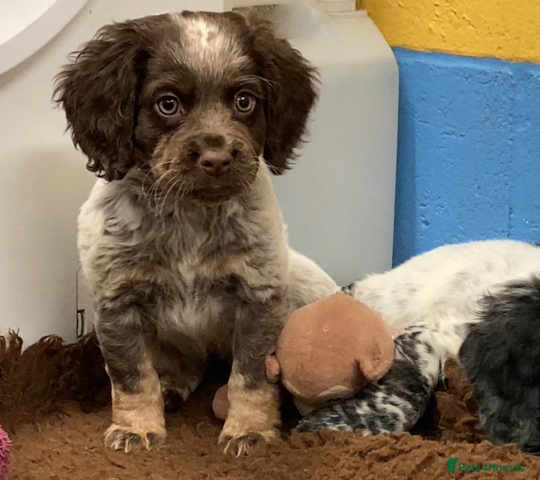 Cocker Spaniel dogs for sale: Cocker Spaniel puppies - Image 2