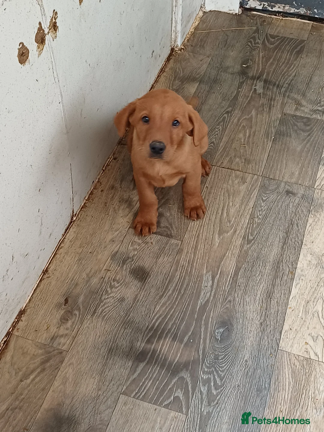 Labrador Retriever dogs for sale: LABRADOR PUPPIES - FOX RED - Advert 27