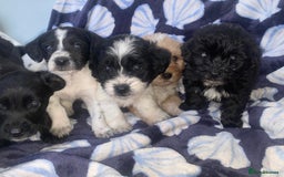 Cockapoo dogs for sale: Cockerpoo puppies ready to leave  - Image 7