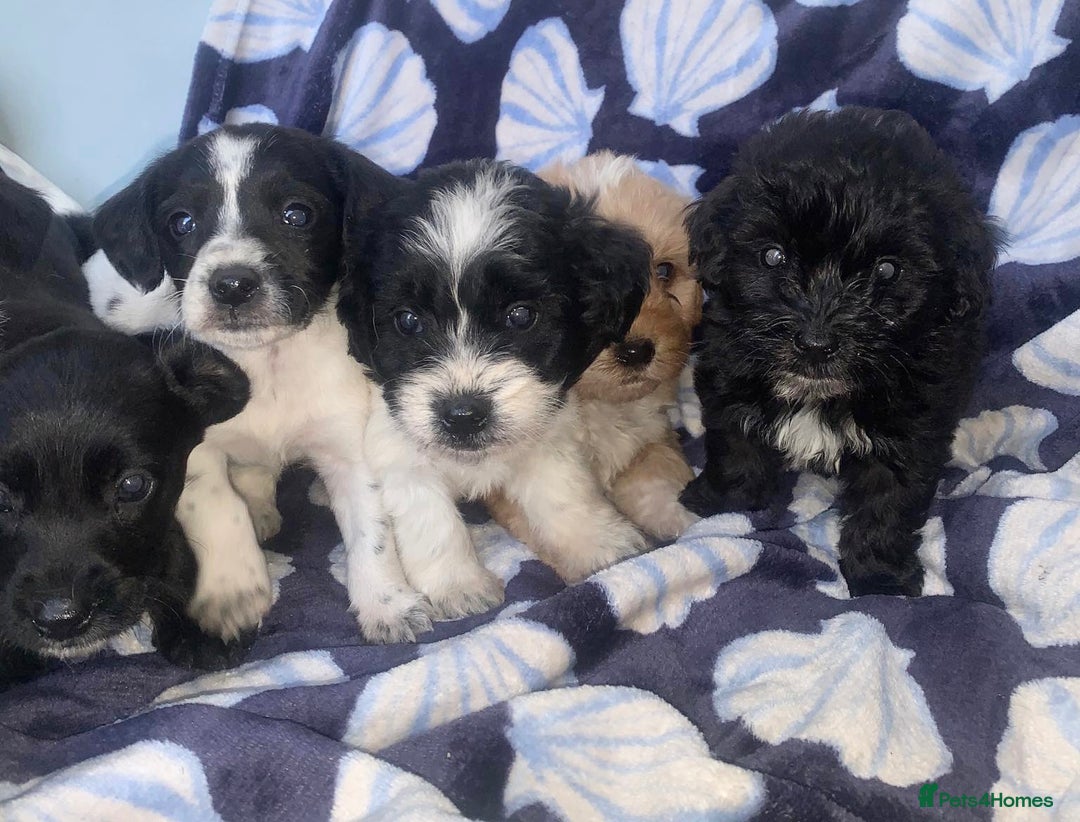 Cockapoo dogs for sale: Cockerpoo puppies ready to leave  - Image 7