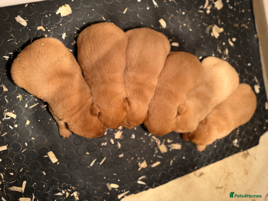 Labrador Retriever dogs for stud: Health clear,hip scored,KC Red Labrador for stud in Darlington - Advert 21